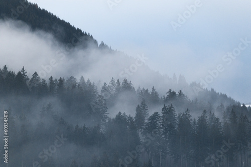 Fog striving through the forest in the austrian alps © Tobias