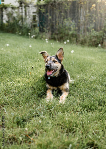 A dog rests in the lush green grass, enjoying his peaceful surroundings. © Mykola