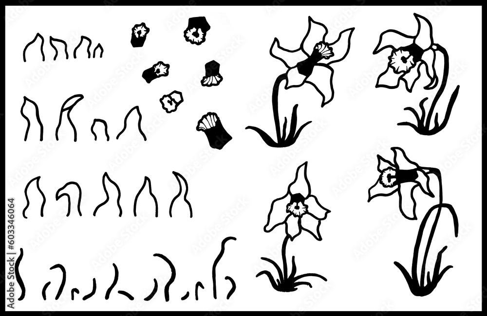 Jonquille en quitte dessin en noir et blanc fleur Jonquille en quitte dessin en noir et blanc fleur