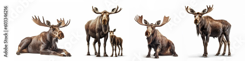 Wildlife forest woods animals wild moose  banner panorama long - Collection of mooses animal  alces alces  family with baby  isolated on white background  Generative Ai.