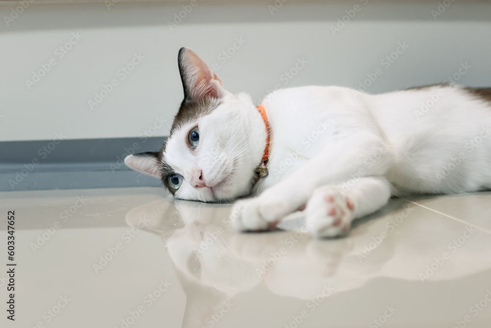 A white Thai cat is lying on the tiled floor.