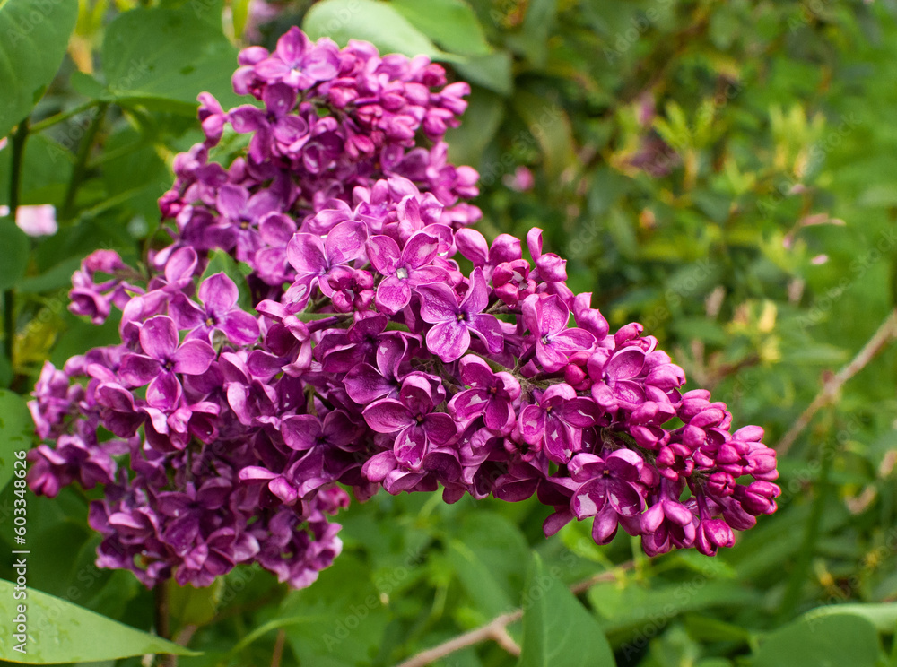 Purple lilac flowers blossom in garden, spring background Purple lilac flowers blossom in garden, spring background