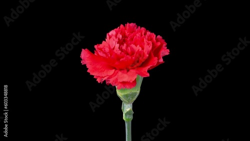 Beautiful Time Lapse of Opening Red Carnation Flower Against a Black Background. 4K.