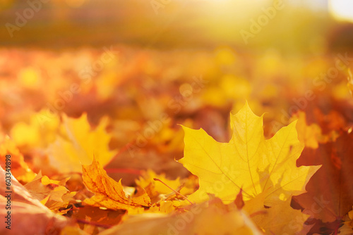 Beautiful autumn background landscape. Orange and yellow fallen maple leaves in sunlight. Autumn landscape with blurry defocused park in background. Golden autumn and school concept. Banner. Mock up.