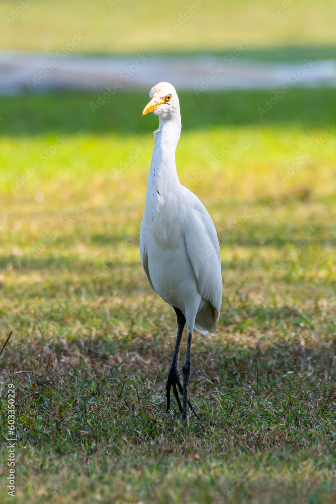 Obraz premium white headed gull