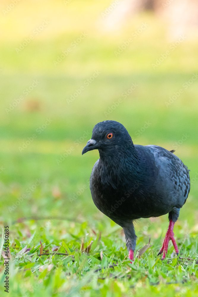 Obraz premium pigeon on the grass