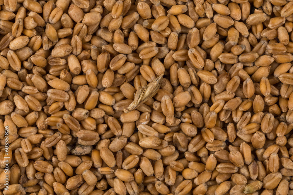 whole background of wheat grain whole background of wheat grain