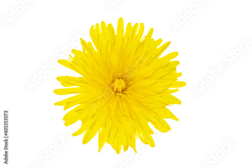 dandelion an isolated transparent background. png