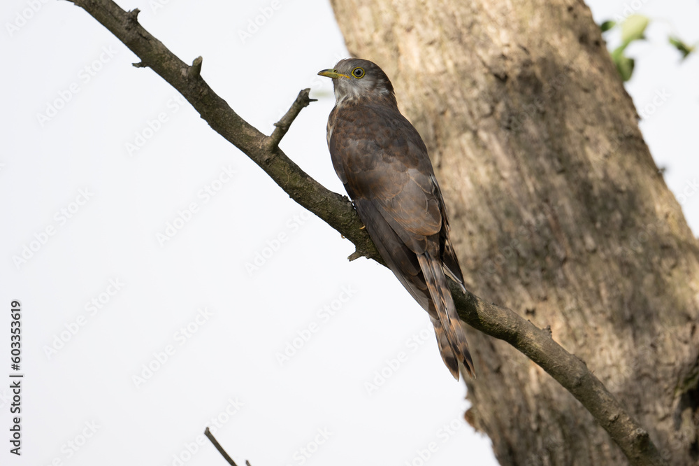 grey bellied Cuckoo Bird in Forest grey bellied Cuckoo Bird in Forest