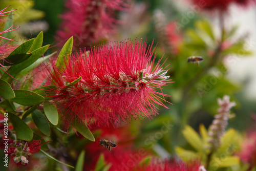 Callistemon citrinus beautiful red flower, closeup of crimson bottlebrush tree flower on blurred background. Ornamental plant, a bush with fluffy delicate flowers from Australia, thriving in Greece.