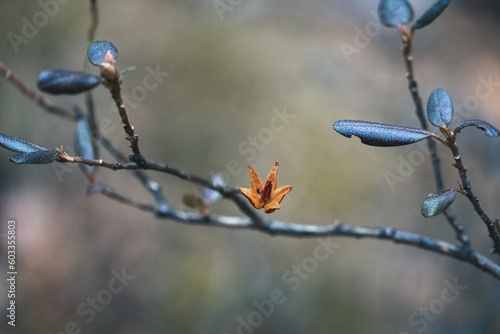 dried rhododendron flower