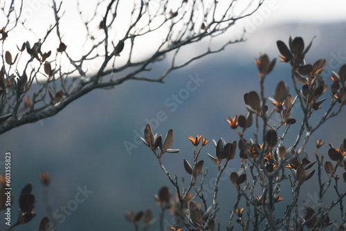 dried rhododendron flower