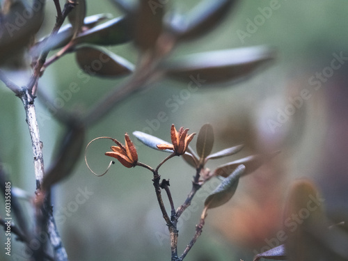 dried rhododendron flower