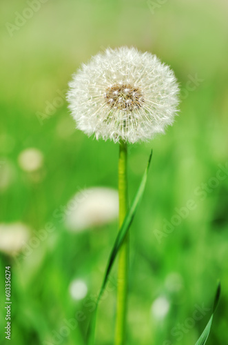 Dandelion close up