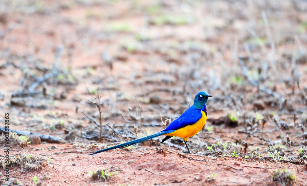 Golden-breasted starling in Samburu National Park in Kenya
