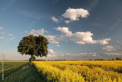 A blooming chestnut tree on the edge of a rapeseed field at dusk, Poland