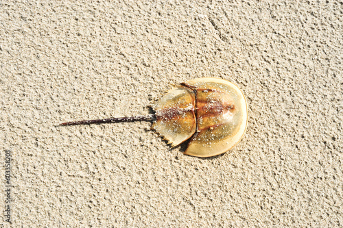 top view of dead horseshoe crab on sand beach