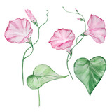 Watercolor morning glory, september month birth flower