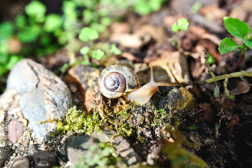 The  snail of the genus Helix animal thailand