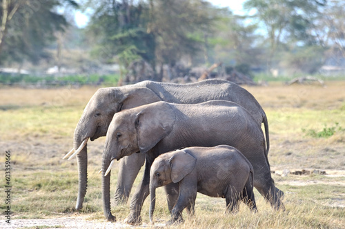 African elephant family in Botswana wildlife scene from nature 