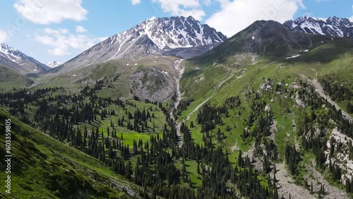 beautiful green mountain gorge. forest in the mountains