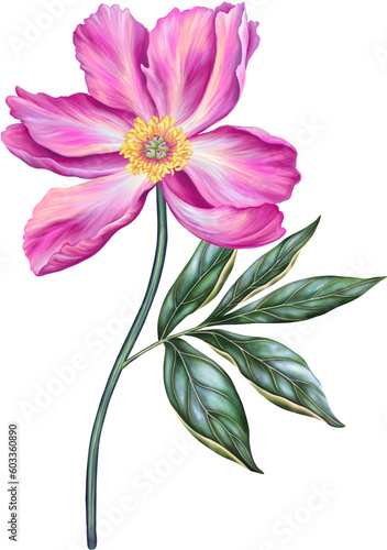 Beautiful peony. Pink flower with stem and leaf. Realistic high quality hand drawn botanical illustration isolated on white. Clip art for romantic pretty wedding invitation, greeting card, cosmetic.