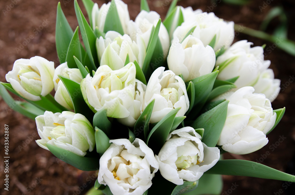 Bunches of tulips, ready for sale. Growing tulips for sale in stores. Bunches of tulips, ready for sale. Growing tulips for sale in stores.