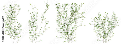 Clematis Lanuginosa creeper tree set, isolated on transparent background. 3D render.