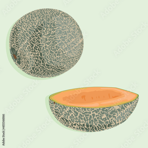 A whole melon and half of it. Summer fruit icons in vector.