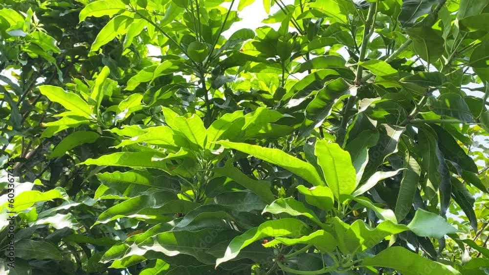 Mango tree. Branches of mango tree. Mango tree. Branches of mango tree.
