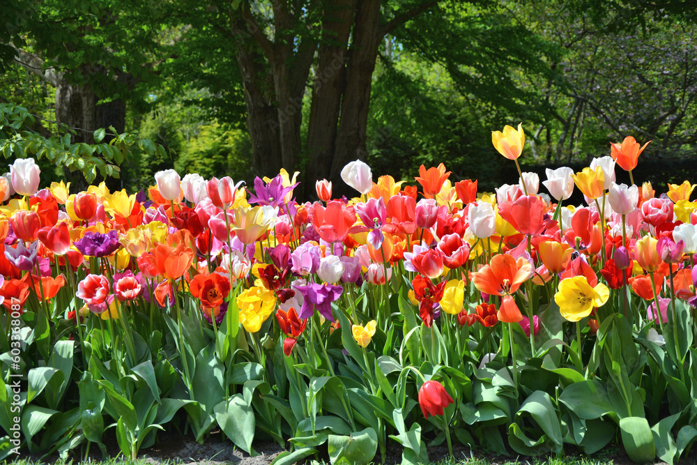 Tulips flowers growing in Keukenhof gardens, Netherlands. Tulips flowers growing in Keukenhof gardens, Netherlands.