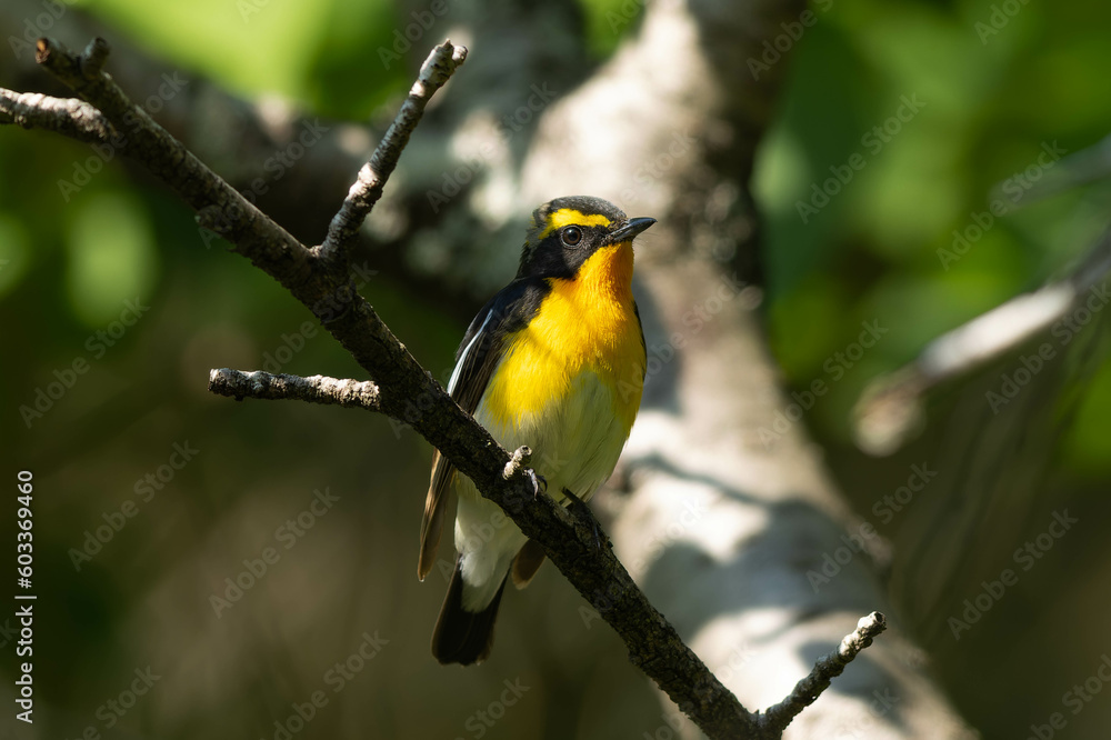 Naklejka premium 強い日差しを身に受ける雄のキビタキ