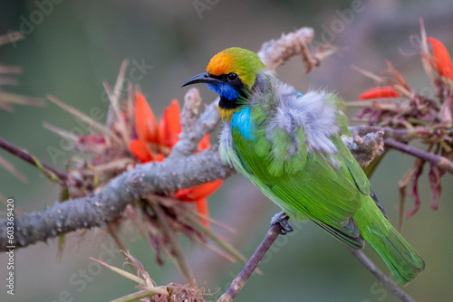olden-fronted leaf bird from satchori forest habigonj banglasdesg