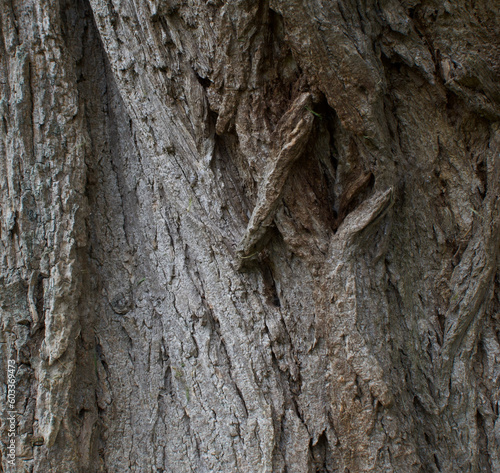 Details of the bark of robinia pseudoacacia photo