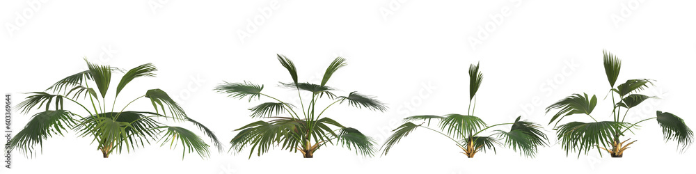 3d illustration of set livistona plant isolated on transparent background