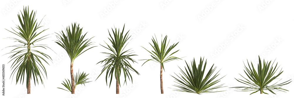 3d illustration of set yucca plant isolated on transparent background