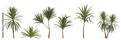 3d illustration of set yucca plant isolated on transparent background