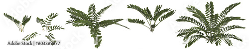3d illustration of set zamia furfuracea plant isolated on transparent background photo