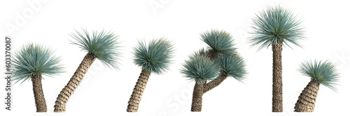 3d illustration of set yucca rostrata plant isolated on transparent background