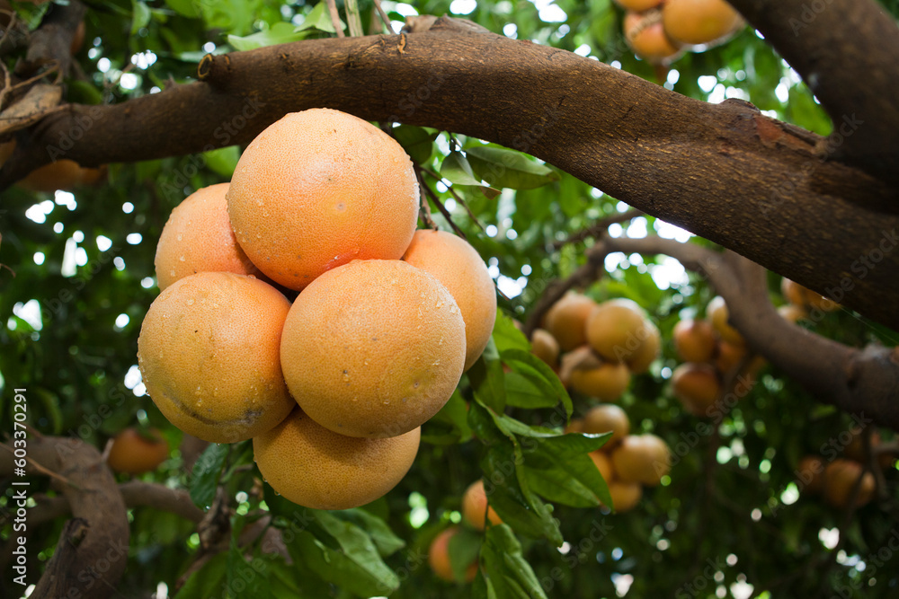 Fresh and ripe fruits of oranges and grapefruits hang on the branches of the tree