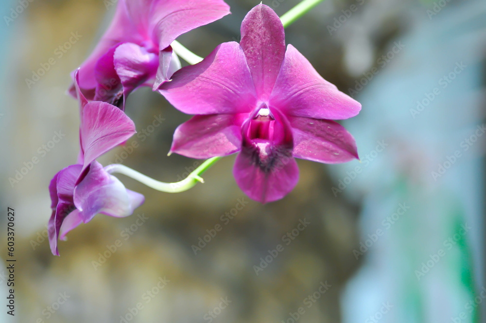 red orchid, red flowers or Bulbophyllum or dendrobium orchid or Dendrobium sp or ORCHIDACEAE red orchid, red flowers or Bulbophyllum or dendrobium orchid or Dendrobium sp or ORCHIDACEAE