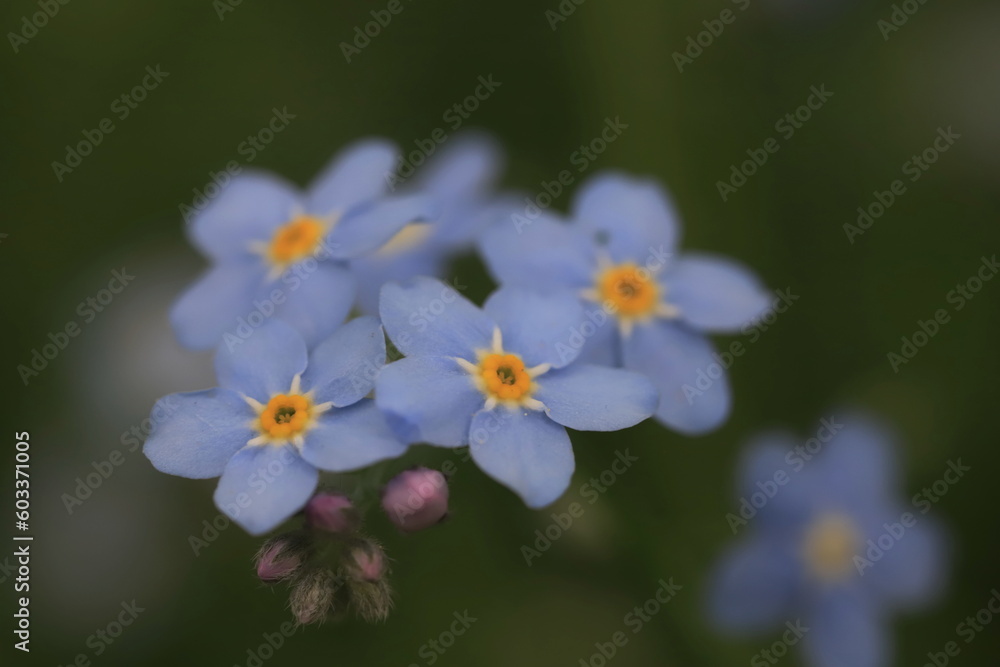 forget me not flowers forget me not flowers