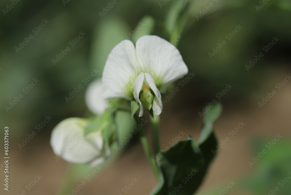 Snap pea flower close up Snap pea flower close up