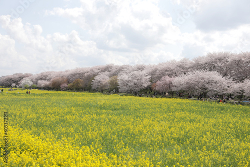                 cherry blossoms and canola flowers 