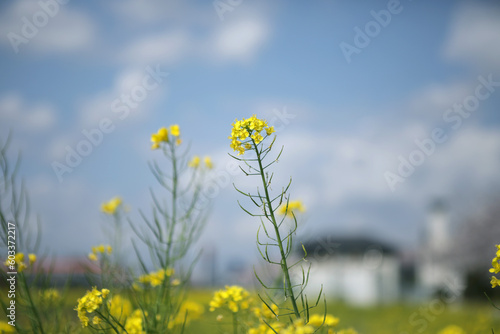                       Canola flowers in a residential area 