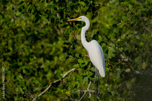 Great Egret in Sundarbans, the largest mangrove forest in the world. Satkhira, Bangladesh