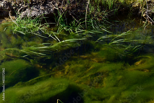 Green algae in aquatic environment , Patagonia, Argentina.