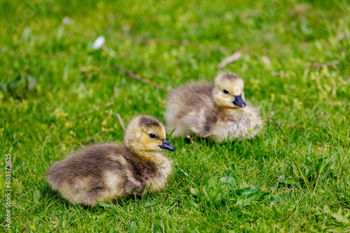 two cute geese chicks in the green grass © Jef