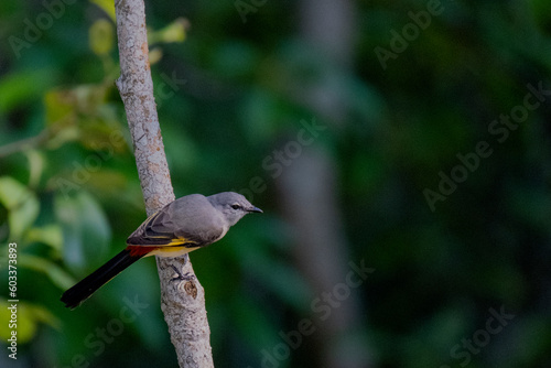 Birds of Bangladesh birds  from satchori National park, sylhet, bangladesh
 photo