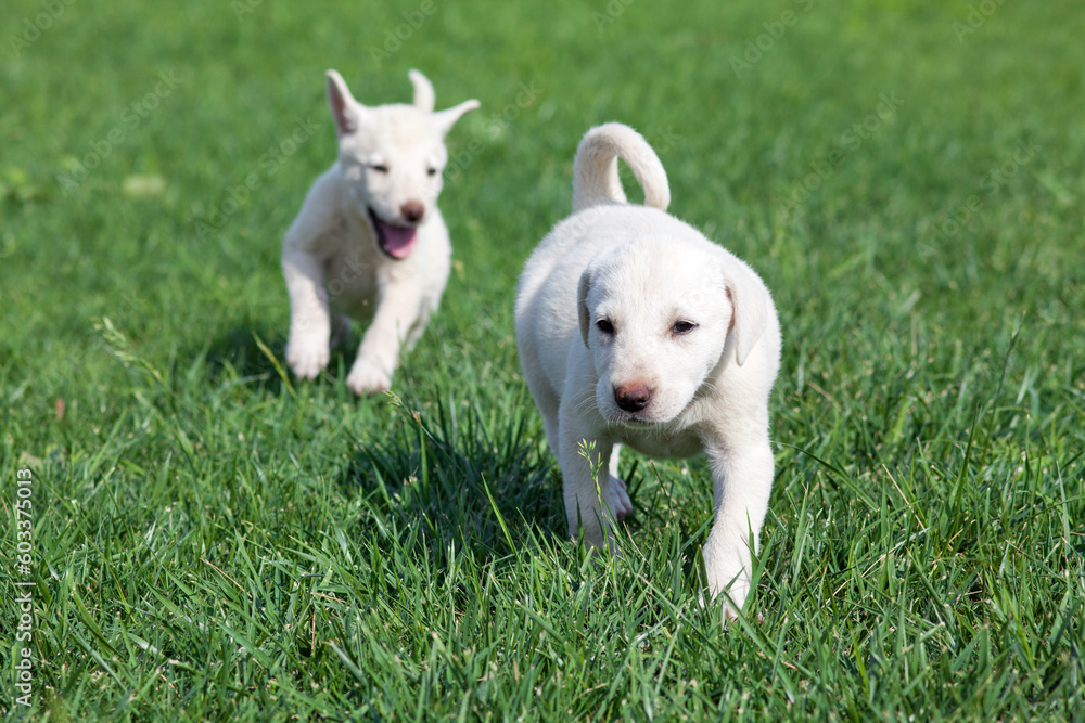 akbash dog puppies are playing akbash dog puppies are playing